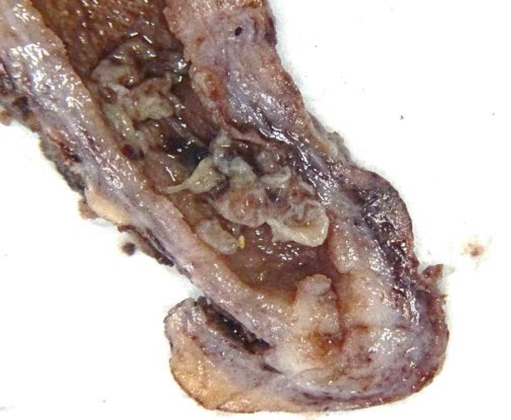 Description of the image